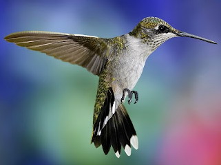 CREW12%20colibri.jpg