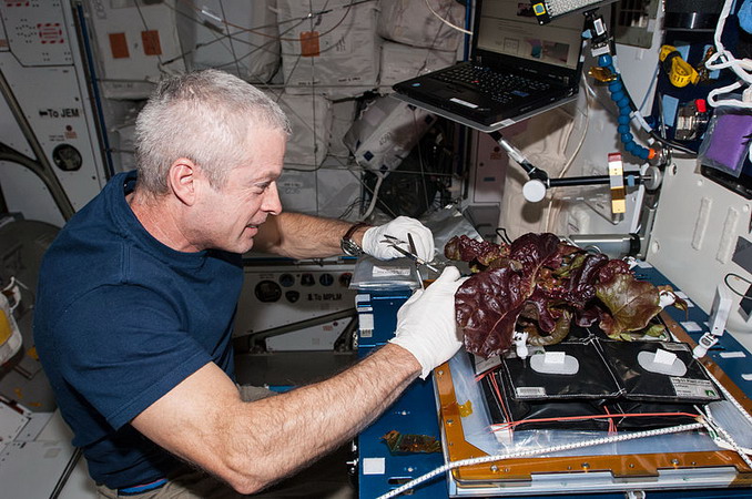 ISS-40_Steve_Swanson_harvests_a_crop_of_red_romaine_lettuce_plants.jpg