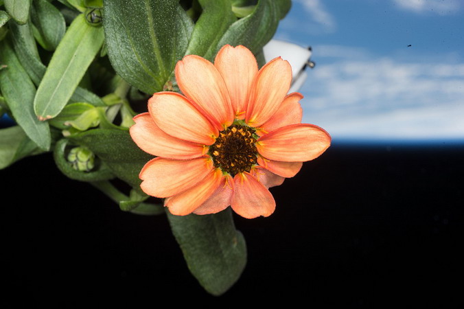 iss-46_flower.jpg