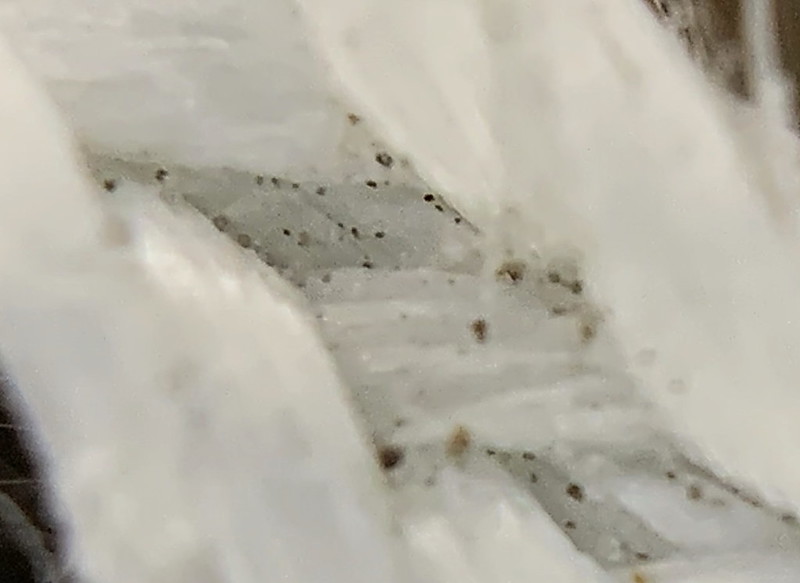 micro1.jpg